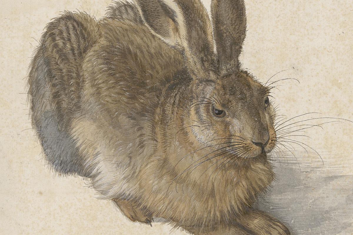Albrecht Dürer | Hare, 1502 | © The Albertina Museum, Vienna