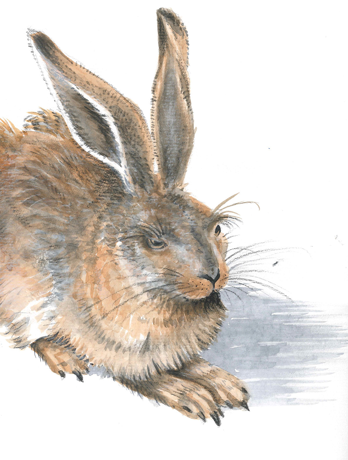 Sitzender Hase in Aquarelltechnik nach Dürer