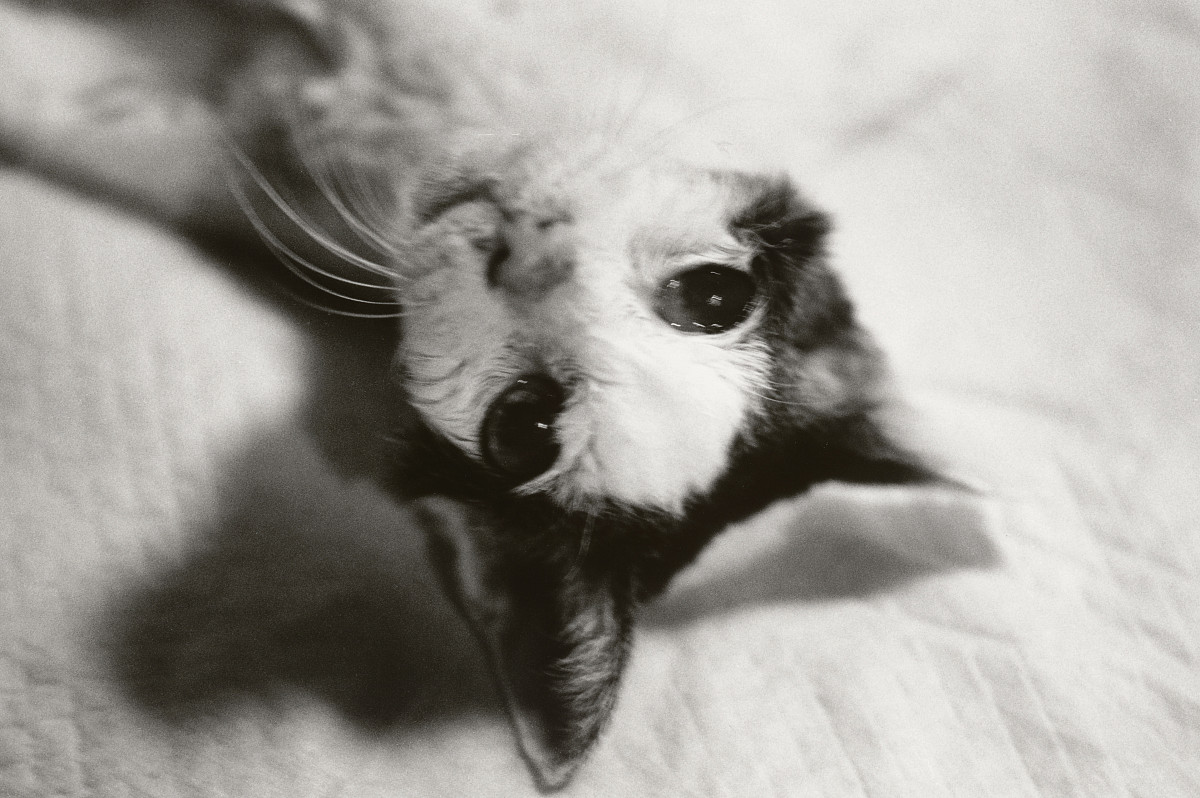 Nobuyoshi Araki: Sentimental Journey : Spring Journey, 2010