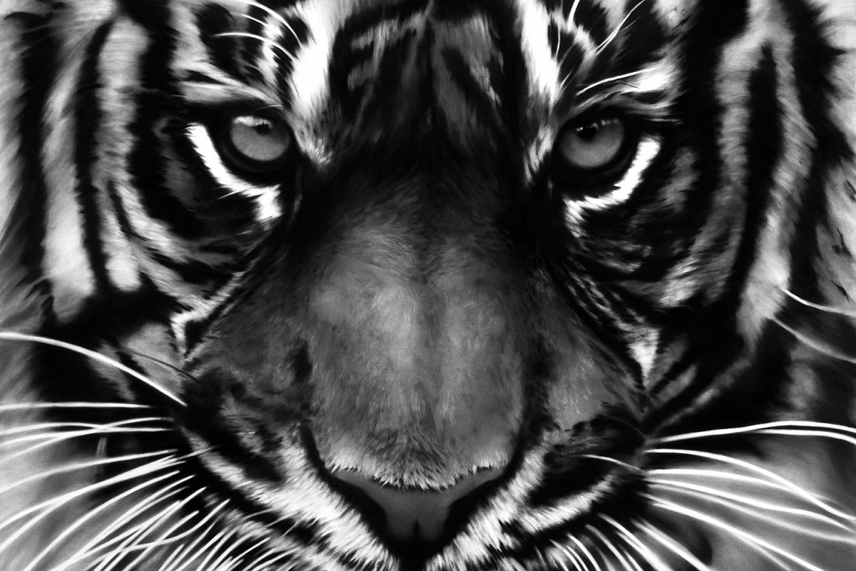 Robert Longo | Untitled (White Tiger), 2011 | Privatsammlung, Basel | © Robert Longo / Bildrecht, Wien 2024 | Foto: Robert Longo Studio