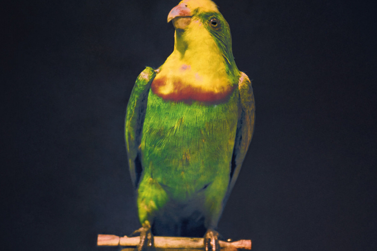 Color photograph of a green and yellow parrot sitting on a perch. | Richard Neuhauss | Parrot, 1899 | The ALBERTINA Museum, Vienna – Permanent Loan by Höhere Graphische Bundes-Lehr- und Versuchsanstalt © Photo: The ALBERTINA Museum, Vienna