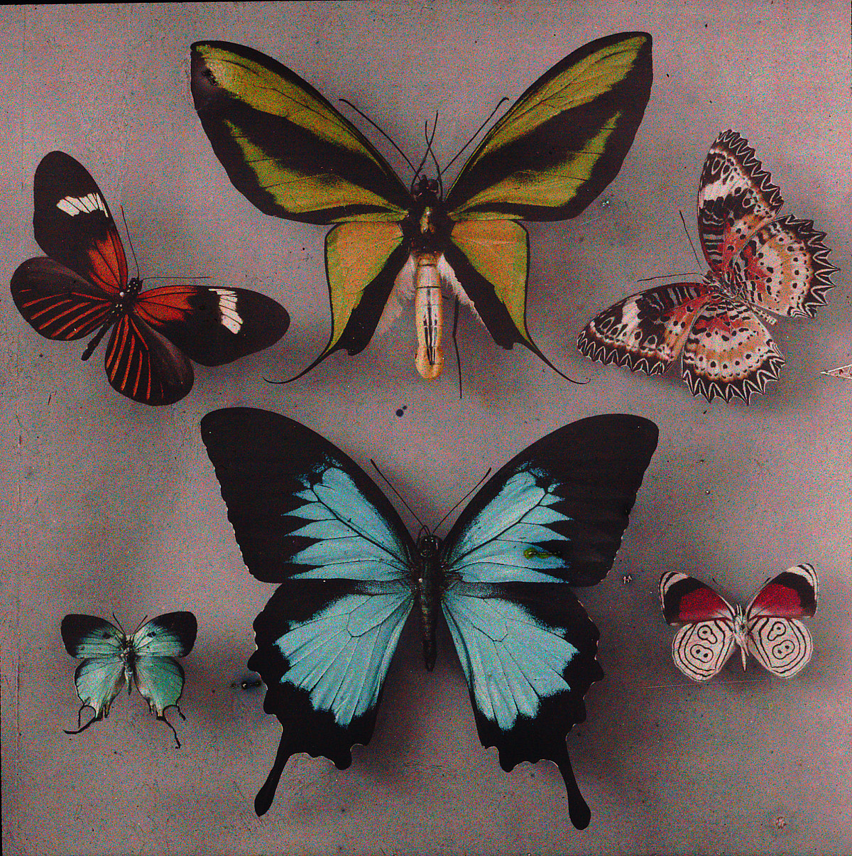 Arthur von Hübl | Exotic butterflies, 1908-1914 | The ALBERTINA Museum, Vienna – Permanent Loan by Höhere Bundes-Lehr- und Versuchsanstalt