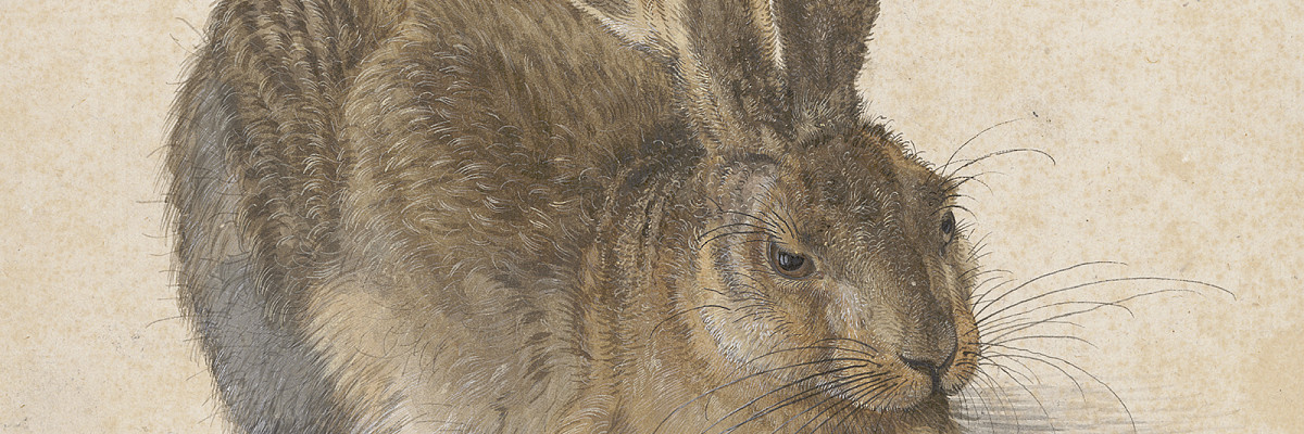 Naturgetreue Darstellung eines sitzenden Feldhasen im Profil, braun-graues Fell, Aquarell und Deckfarben auf Papier.