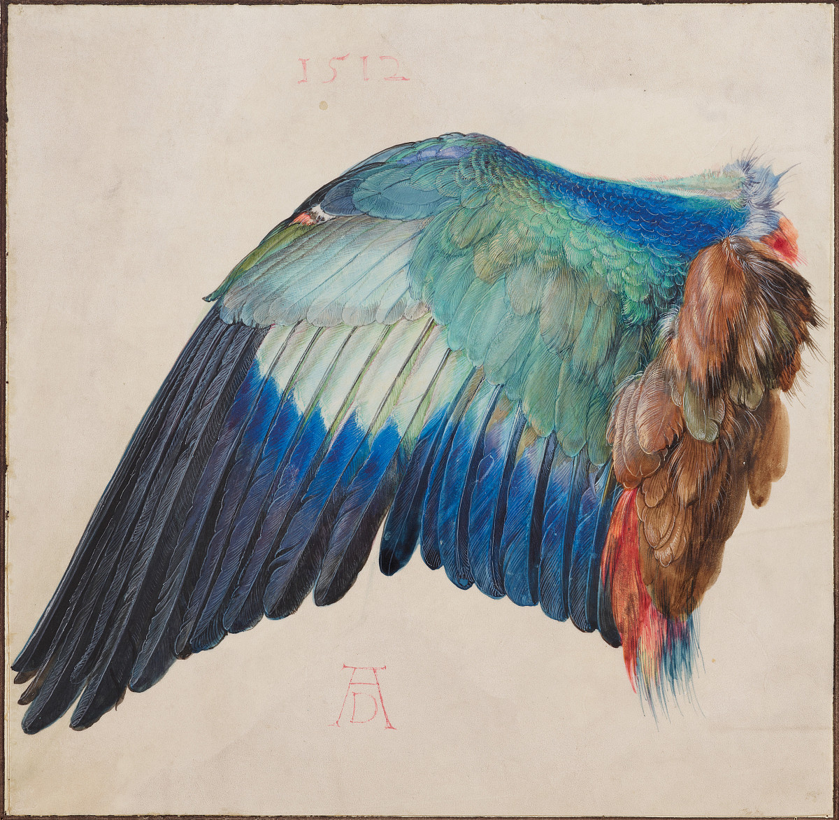 Zeichnung: ein Vogelflügel in Blautönen und darunter das Kürzel von Albrecht Dürer.