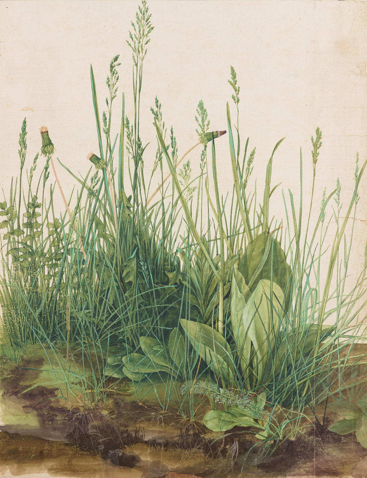 Drawing: Close-up of a green meadow.
