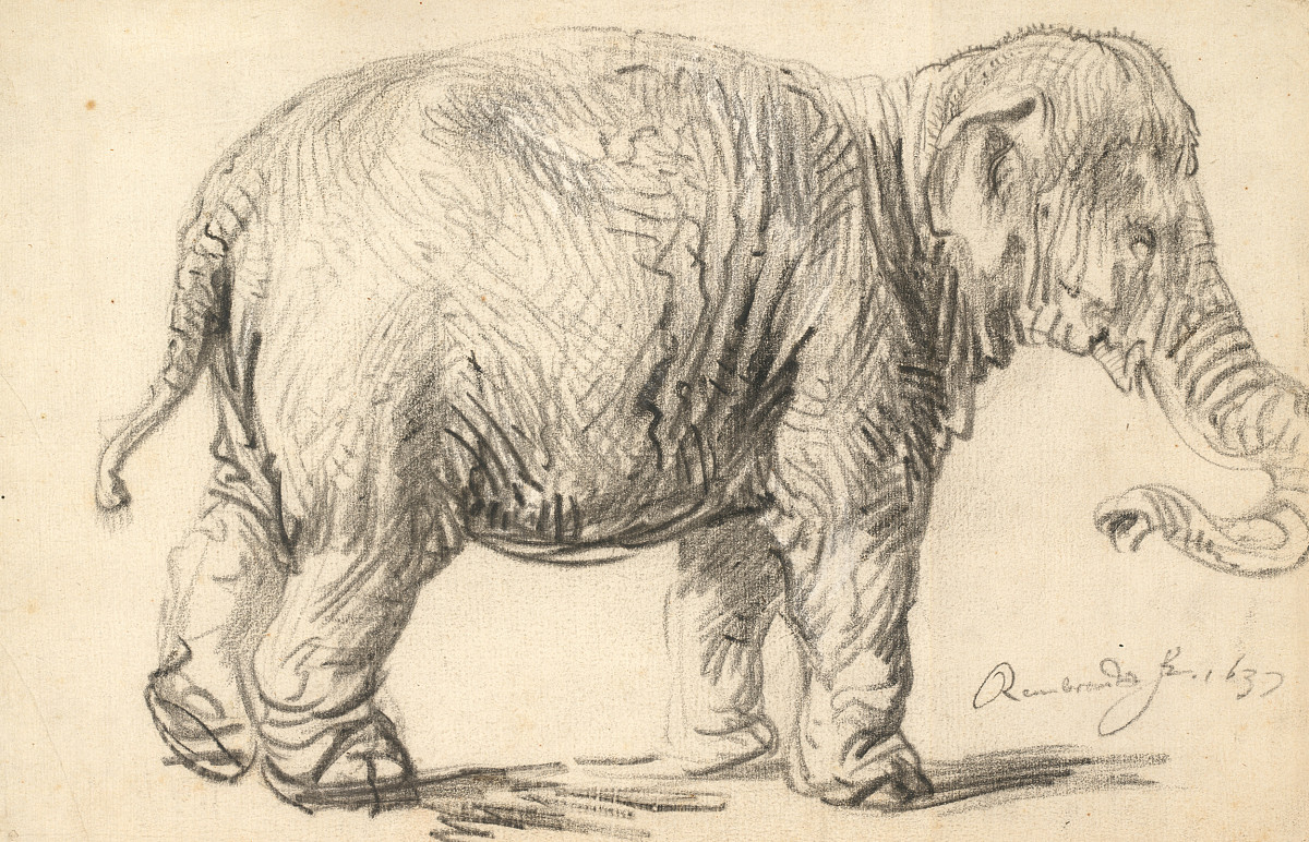 Rembrandt Harmensz. van Rijn: An Elephant, 1637