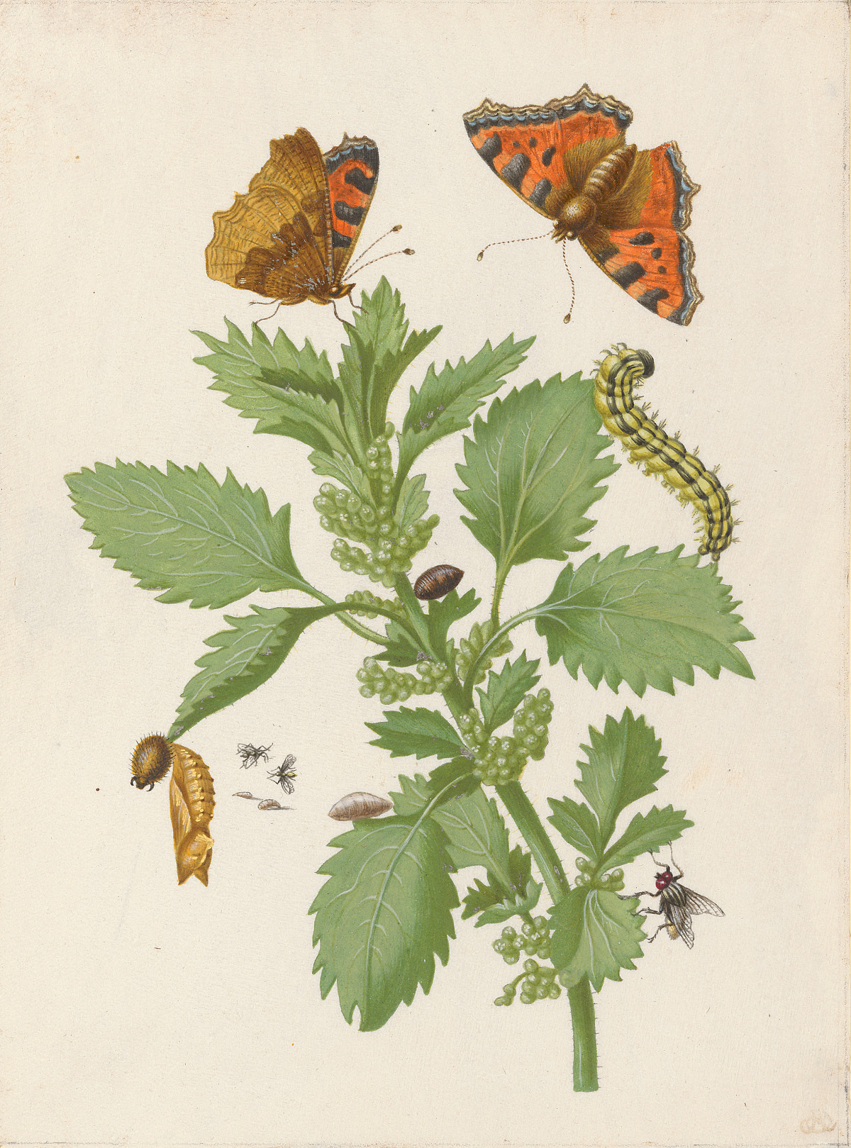 A stinging nettle with two butterflies, some flies, and a caterpillar.
