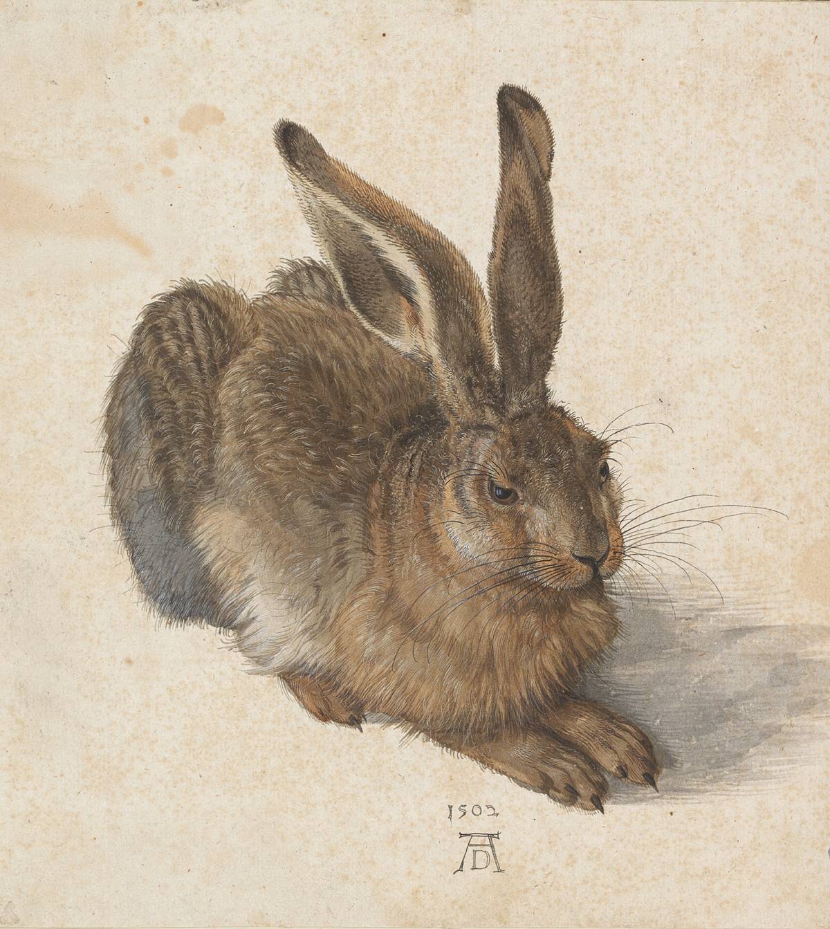 Albrecht Durer: giovane lepre, 1502