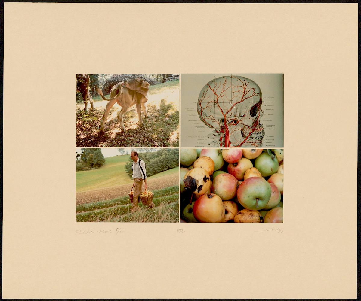 HEINZ CIBULKA | ARCHIVNUMMER: 332 (AUS DEM ZYKLUS FÜHLT-MOST ), 1981 | C-Print, 4 Fotos auf Untersatzkarton Blatt: 49,9 × 60 cm, Darstellung: 25,5 × 35,5 cm | Erwerbung aus Mitteln der Galerienförderung des BMUKK 2017 | Albertina, Wien