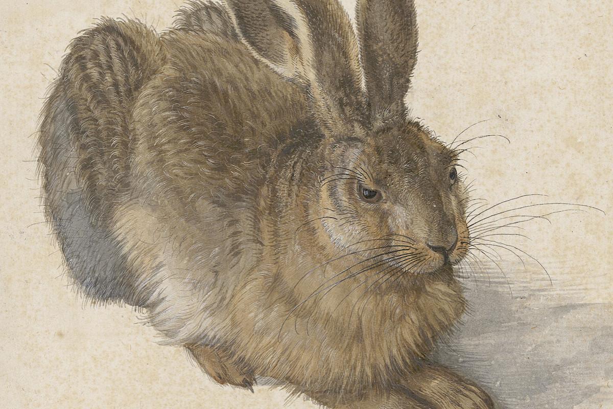 Albrecht Dürer | Hare, 1502 | © The Albertina Museum, Vienna