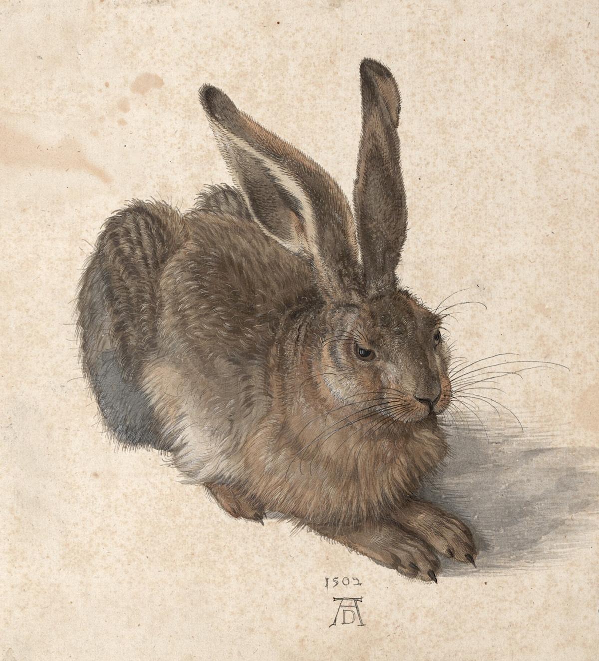 Albrecht Dürer: Hare, 1502