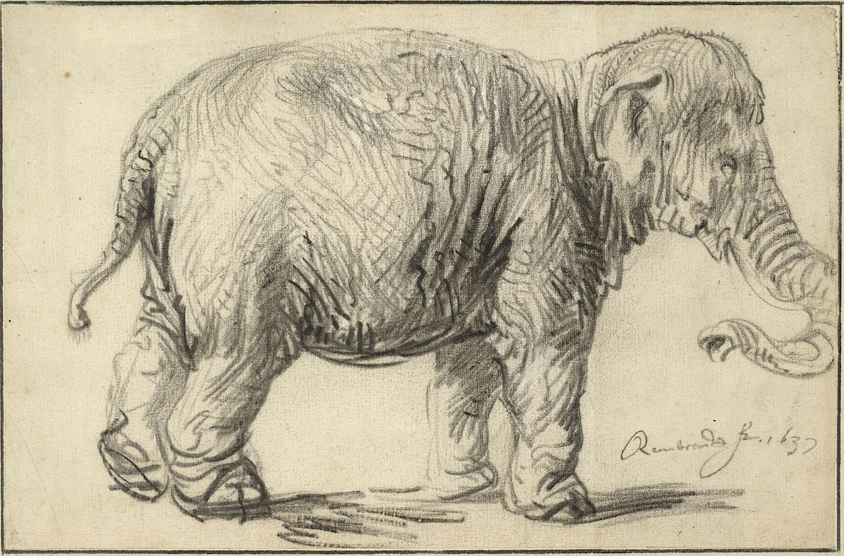 Rembrandt Harmensz. van Rijn: An Elephant, 1637