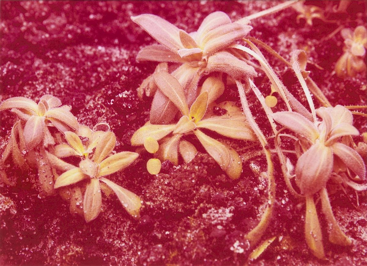 CHRISTIAN MAYER | Silene (outgrowths), 2012 | Dye Transfer (Magenta/Gelb), 78x63 cm (gerahmt) | Ed: 1/3 + 1 | Erworben aus den Mitteln der Galerieförderung des BMUKK |  Albertina, Wien