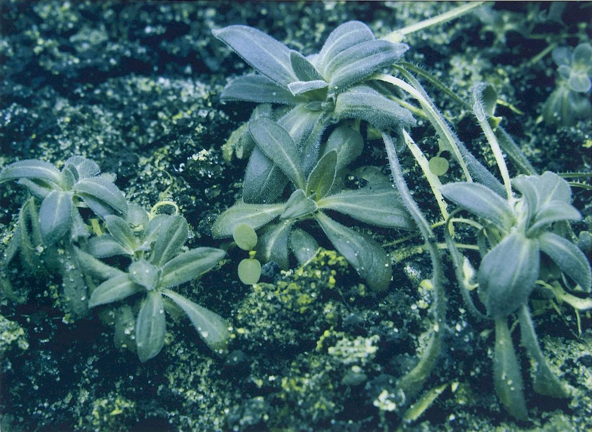 CHRISTIAN MAYER | Silene (outgrowths), 2012 | Dye Transfer (Cyan/Gelb), 78x63 cm (gerahmt) | Ed: 1/3 + 1 | Erworben aus den Mitteln der Galerieförderung des BMUKK |  Albertina, Wien