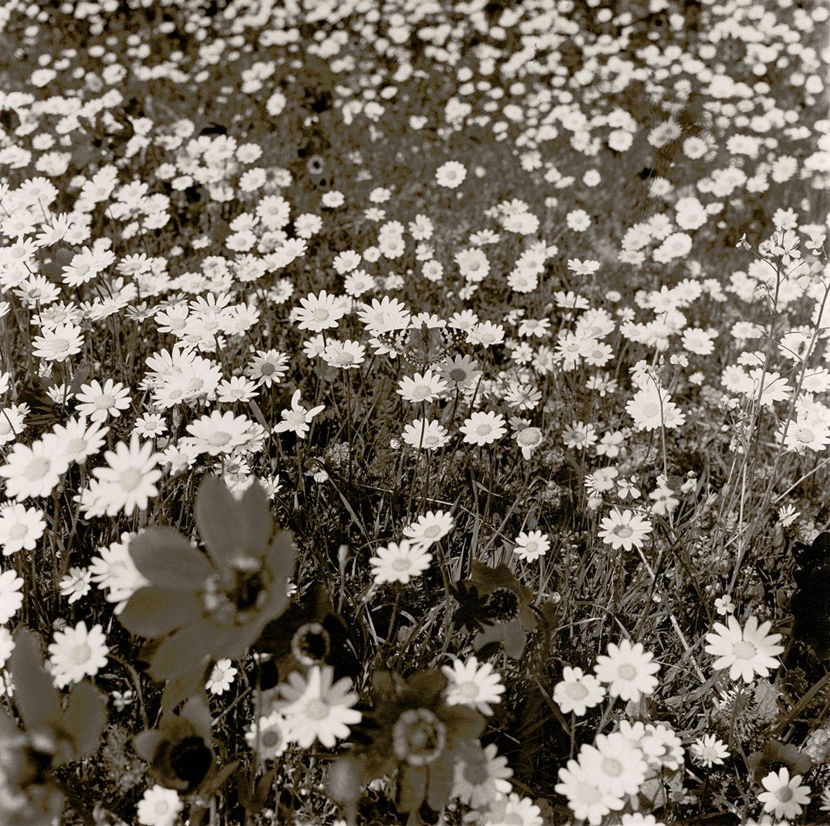Manfred Willmann | I never dream!, Part 3 from the series „Black and Gold“, 1979-1981 | The Albertina Museum, Vienna © Manfred Willmann