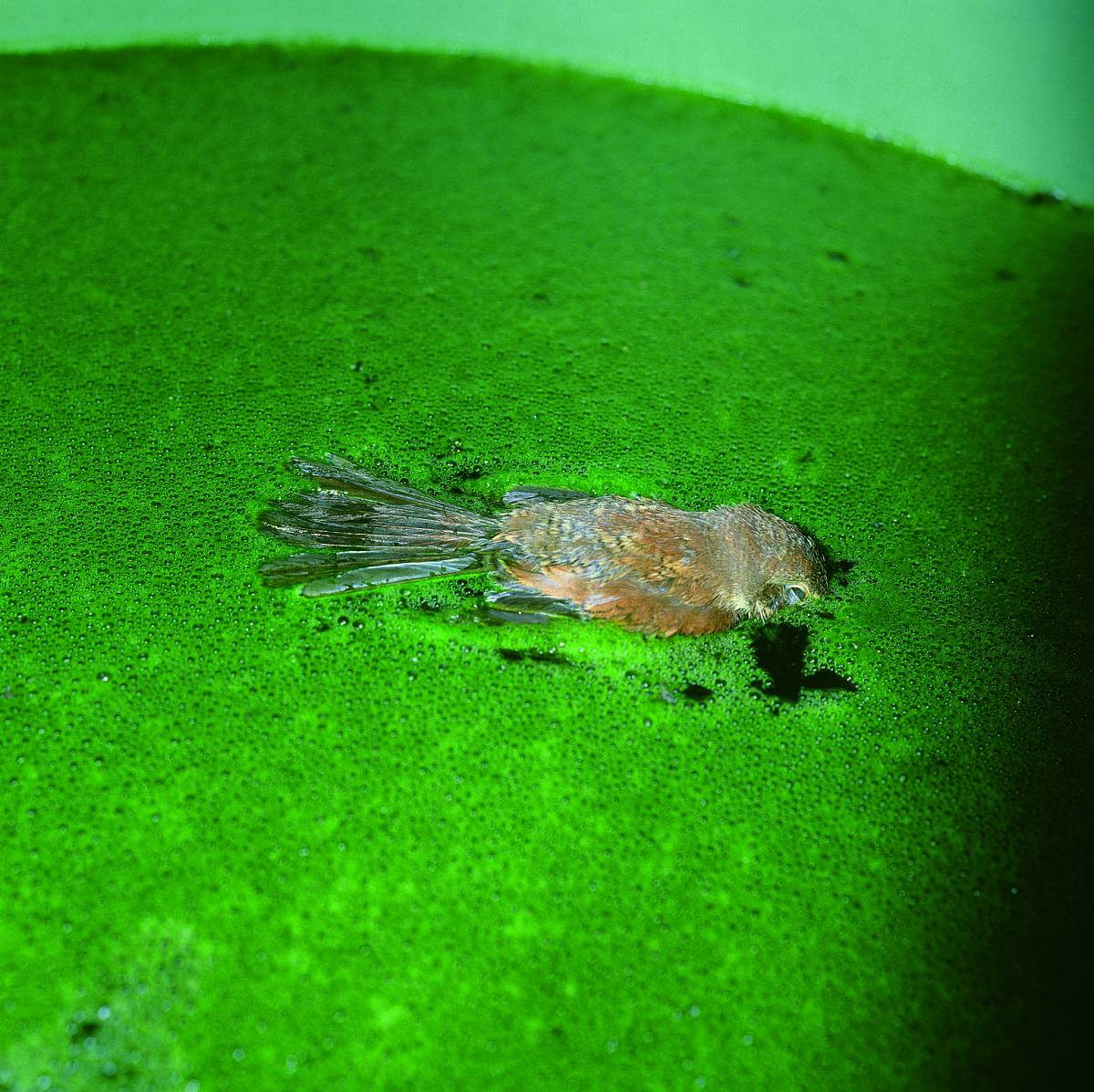 Manfred Willmann: Untitled, from the series Das Land, 1981-1993