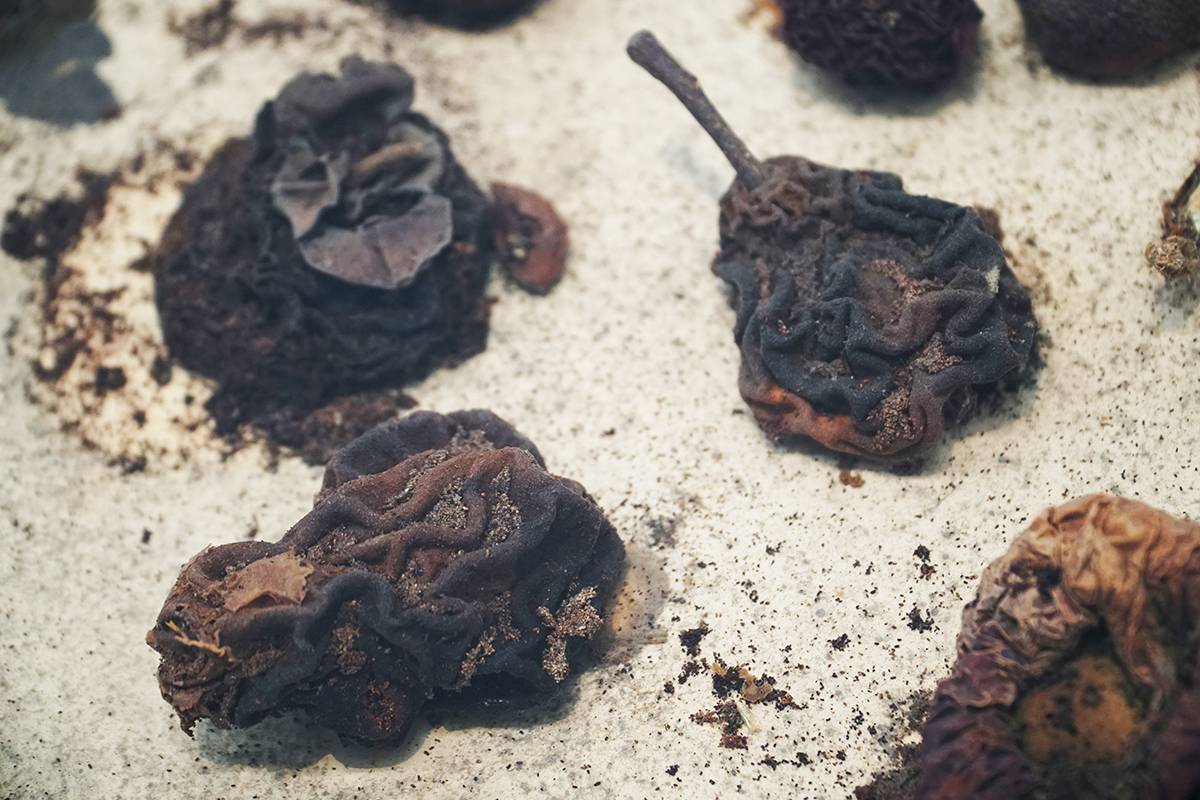 Walter Schmögner: Vitrine mit mumifiziertem Obst- und Gemüsegarten, 1973-1997