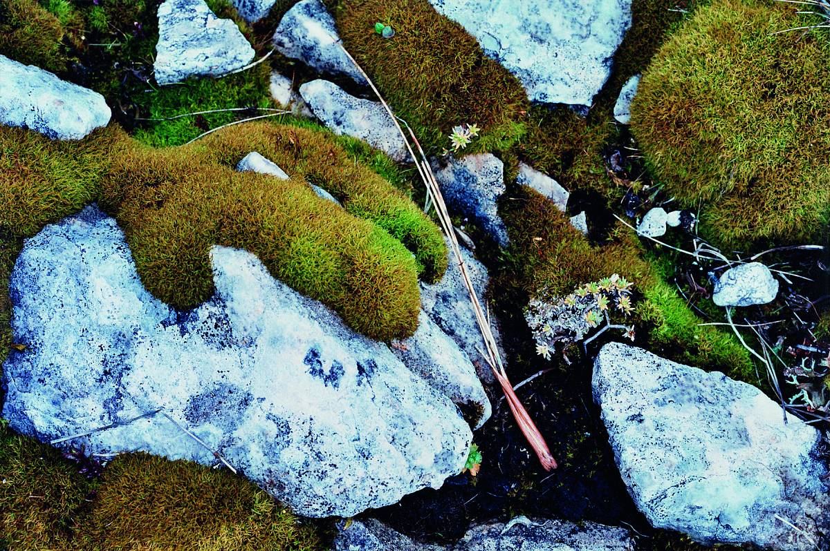 Manfred Willmann: Untitled, from the series „Lightning Flash & Gentian Blue“, 2005