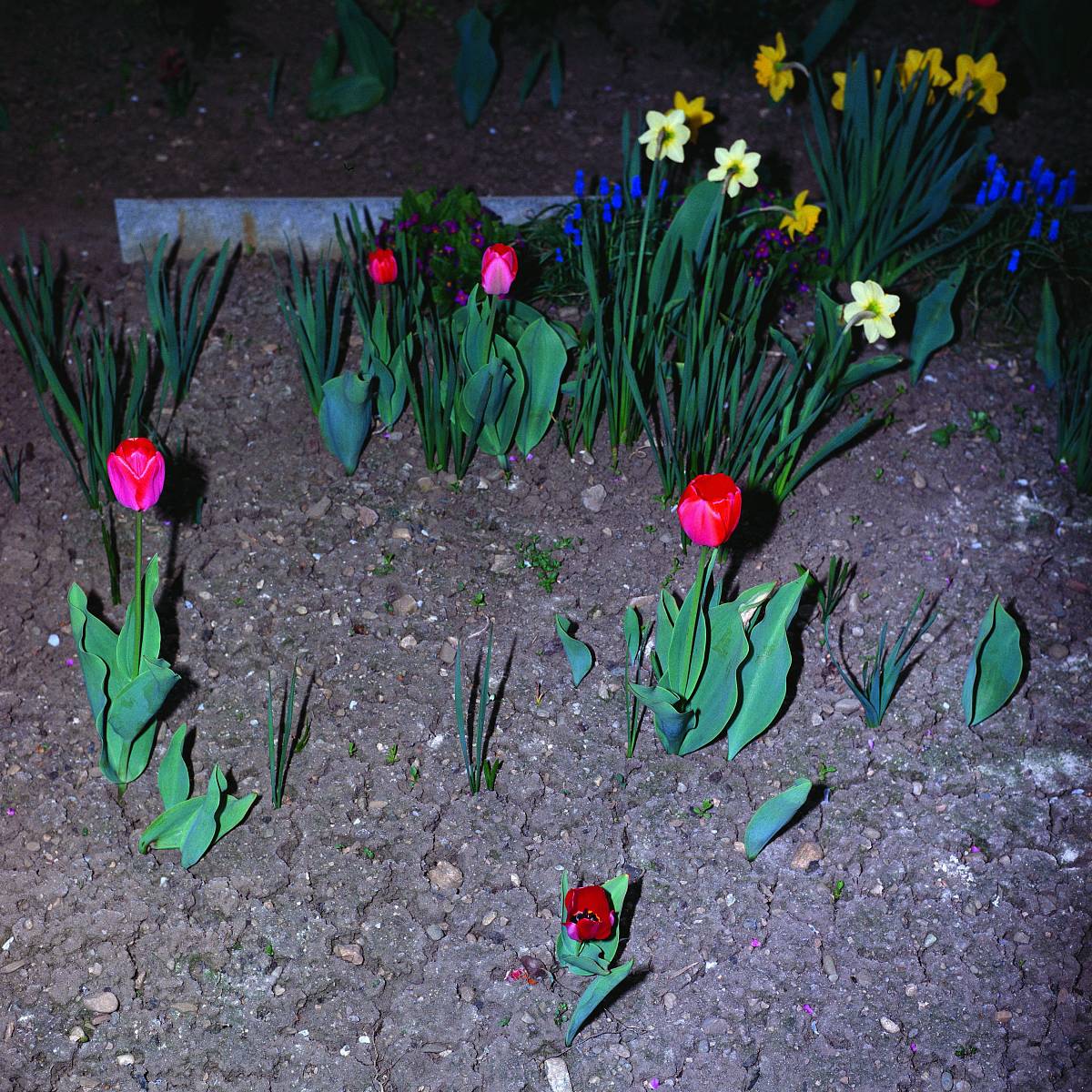 Manfred Willmann: Untitled, from the series „The World is Beautiful“, 1981-1983