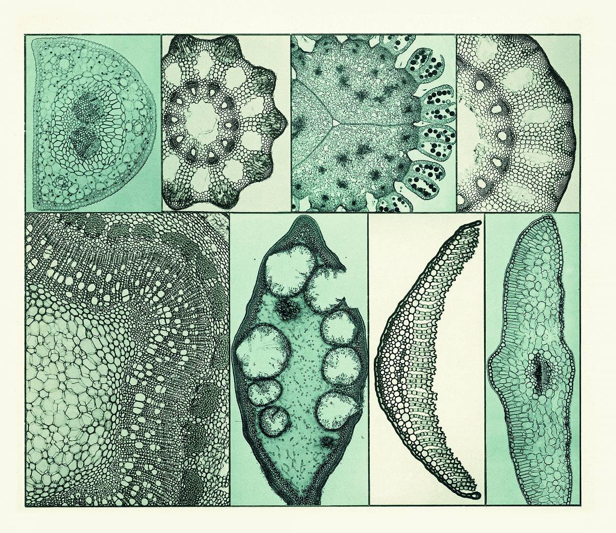Martin Gerlach: Mikroskopische Aufnahmen, Aus: Formenwelt aus dem Naturreiche (Die Quelle, Bd. V), Wien: Gerlach u. Wiedling,1902 – 1904