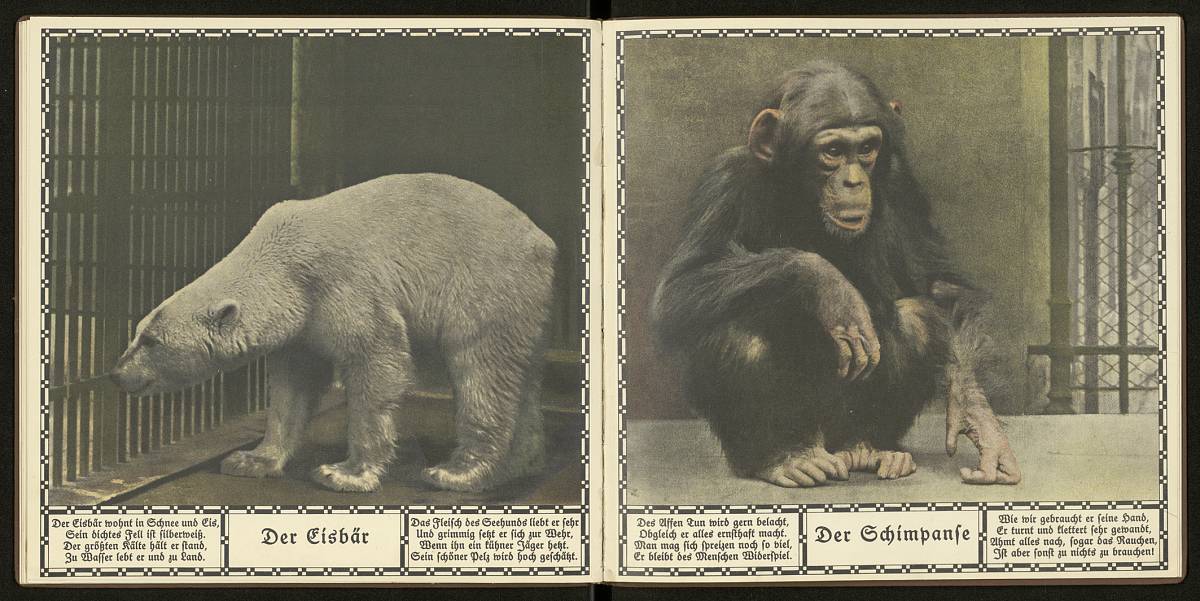 Österreichische Staatsdruckerei: "Der Eisbär" und "Der Schimpanse", Aus: Die neue Arche. Dreißig Tierbilder nach photographischen Naturaufnahmen, Wien: Österreichische Staatsdruckerei, 1923