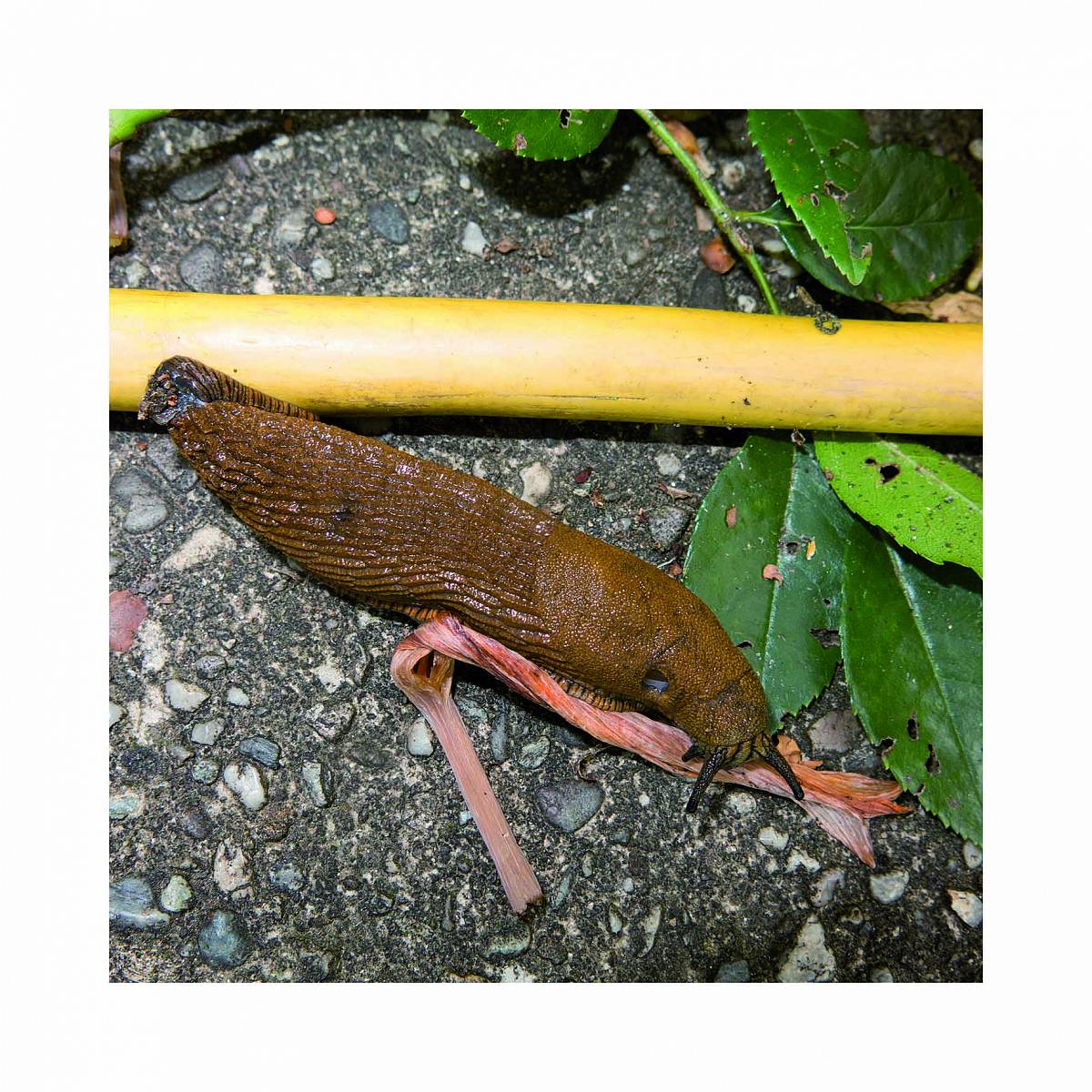 Manfred Willmann: Untitled, from the series „2018/2017“, 2017/2018