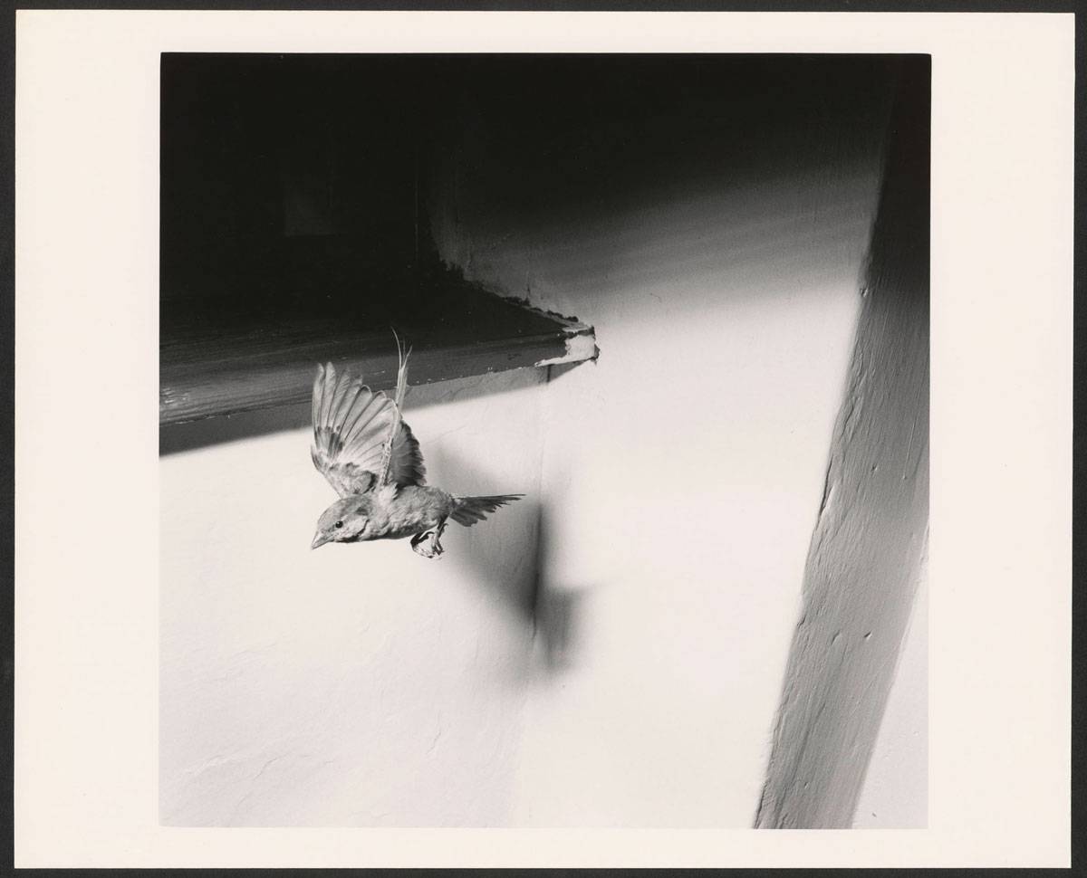 Christian Wachter | Ohne Titel ( aus der Serie "Acedia"), 6.1986 | Vintage-Print auf Barytpapier (von 6x6cm Negativ) | Darstellung: 36,2 × 36,1 cm Fotopapier: 39,9 × 49,5 cm (15 11/16 × 19 1/2 in.) | Albertina, Wien. Erwerbung aus Mitteln der Galerienförderung des BMUKK 2018 © Bildrecht, Wien, 2019