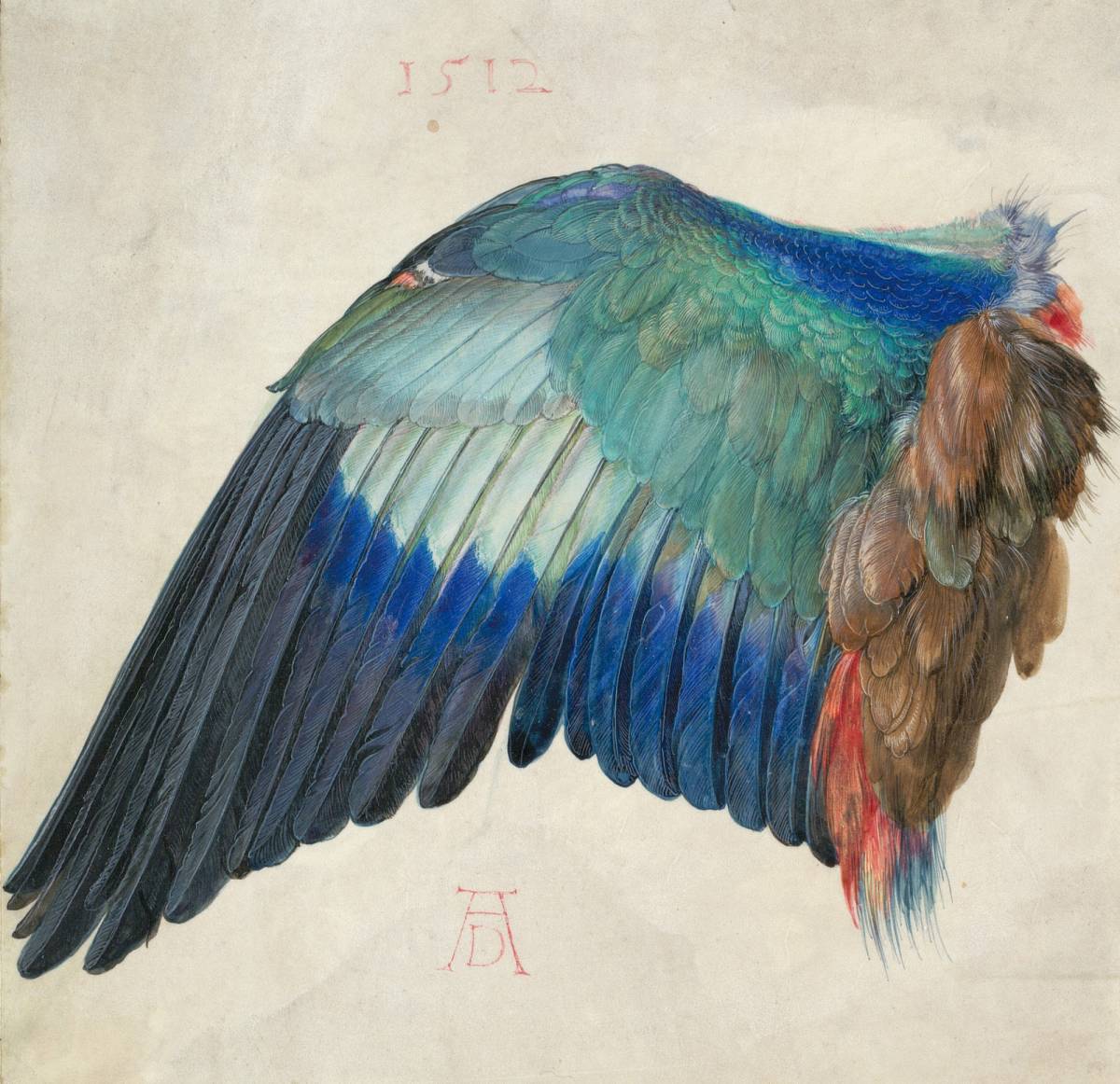 Albrecht Dürer | Der Flügel einer Blauracke, um 1500 | © Albertina, Wien